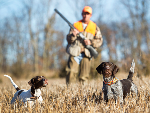 A hunter in a field of dead grass with two dogs.